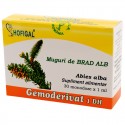 Muguri de brad alb - Gemoderivat