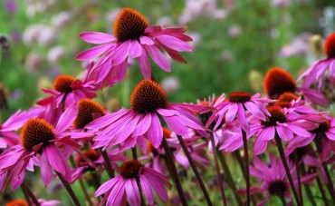 Echinacea, o plantă de poveste Echinacea, o plantă de poveste